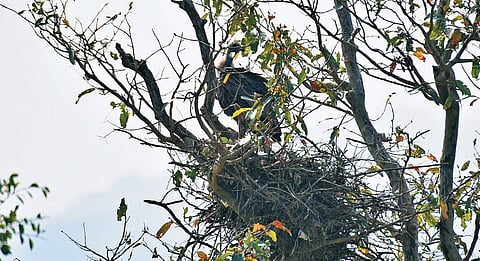 India is home to nine vulture species, seven of which are recorded in TN, including White-rumped, Long-billed and Red-headed vultures.