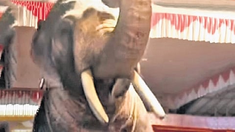 A reel shows an elephant being made to raise its forelegs and trunk