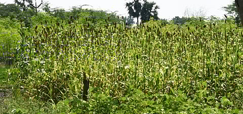 Farmer checking his maize crop after ground spraying in Irungalur village near Tiruchy ? Express Photo by M K Ashok Kumar. [T