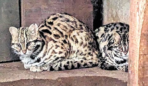 Leopard cats are making a comeback at the zoo after a gap of 21 years