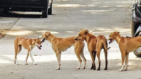 At times, dogs caught from one area are released in another