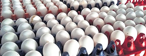 The eggs in stranded containers are estimated to be worth nearly Rs 16.8 crore.