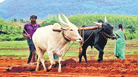 Farmers seen strewing seeds of maize in a land on the outskirts of Shikaripura town.