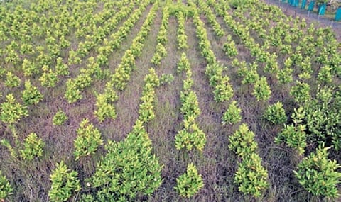 The Forest department first introduced the technique in 2022, facilitating saline water to reach previously barren coastal land by digging channels in areas with limited tidal inflow.