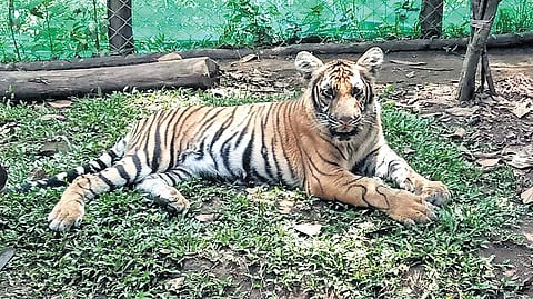 Mangala, the tigress found abandoned as a two-month-old inside Periyar Tiger Reserve (PTR) in 2020.