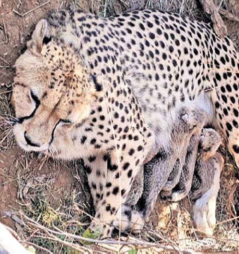 Jwala rests with her cubs at the Kuno National Park in MP