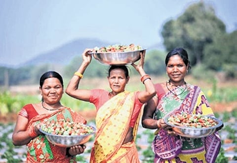 Women farmers with strawberries at Kaugauda under Dasmantpur block.