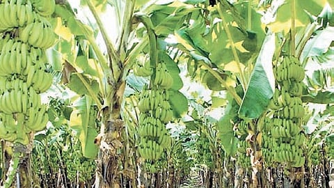 Banana cultivation continues throughout the year, though many farmers plan harvesting during February, March and April when prices are usually higher.