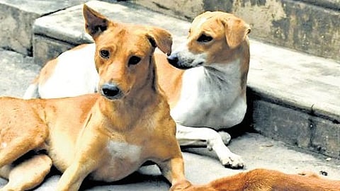 Each dog will receive five days of post-operative care in accordance with the Animal Welfare Board of India (AWBI) norms.