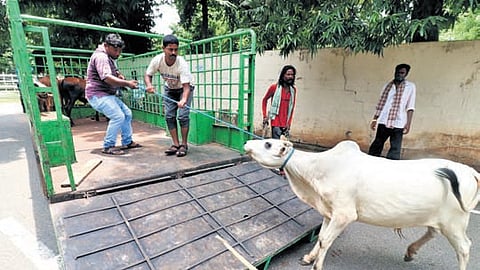 Transporters loading cattle onto a vehicle.