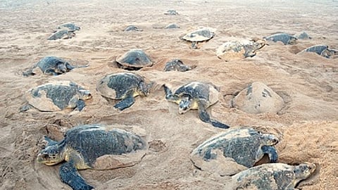 By February-end last year, Rushikulya rookery in Ganjam had witnessed a record turnout of over seven lakh Olive Ridleys for arribada.