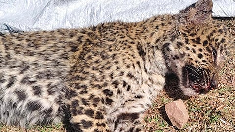 The one-year-old leopard which was killed in Sarli village.