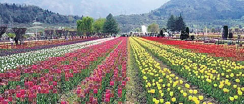 Early spring advances opening of Tulip garden