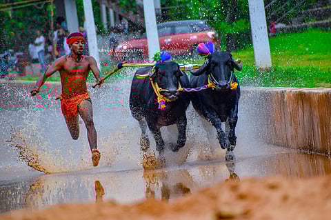 Jockey Karthesh participates in a Kambala race.