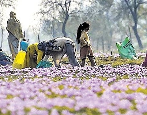 Uncertain times as Iran war casts shadow on Kashmir’s spring tourism