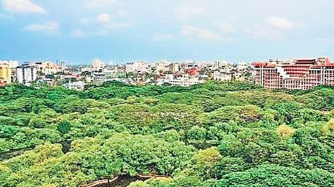 Mangalavanam bird sanctuary