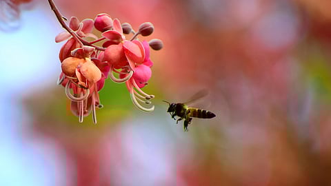 Bees can detect volatiles with sensitivity of parts per trillion. (Photo | EPS)