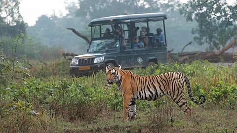 Bandipur Tiger Reserve reportedly suffered a loss of around Rs 2.5 crore and Nagarahole Tiger Reserve recorded an even higher loss, amounting to approximately Rs 3.5 crore during the same period.