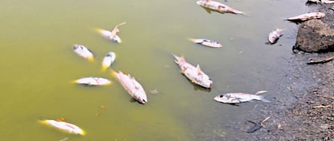 Dead fish at the Chikka Bagewadi lake in Belagavi
