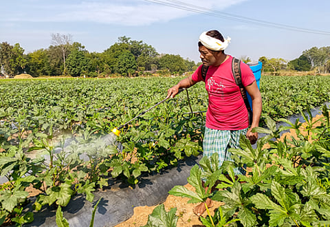 India has adequate fertiliser stocks ahead of Kharif 2026 despite global disruptions: Govt