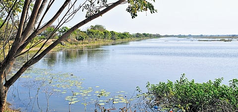 A view of the pristine Panampattu Lake, where Sasiraja has created a haven for birds.