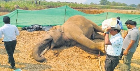 A 25-year-old tusker dies after coming in contact with live electric wire in Odisha's Dhenkanal.