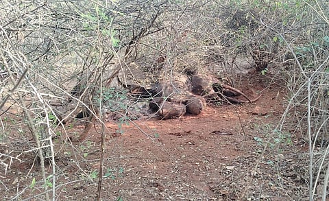 A 12 year old elephant died due to an intestinal ulcer at Sirumugai forest range.