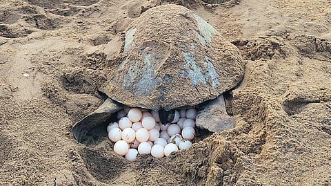 An Olive Ridley turtle laying eggs at the Rushikulya rookery.