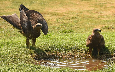 Kites quenches thirst from a small pond on the lawn at Vidhana Soudha premises in Bengaluru.