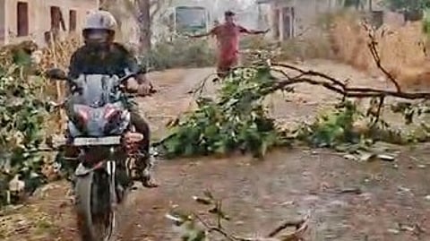 A road blocked by an uprooted tree.