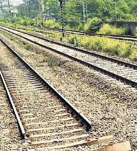 Rajasthan uproar after six camels crushed to death by train near Jaisalmer