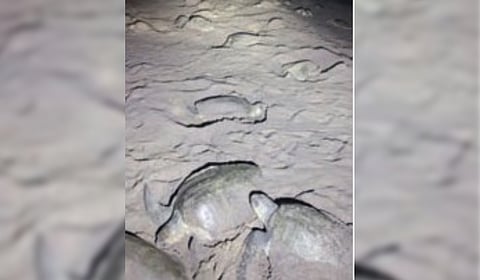Olive Ridley turtles arriving for mass nesting at Rushikulya rookery.