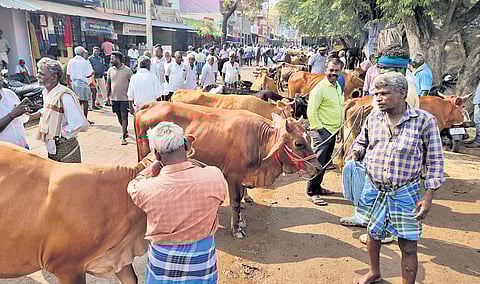 The weekly cattle market, located close to the Poigai bus stand along the Chennai-Bengaluru National Highway about 10 kilometres away from Vellore.