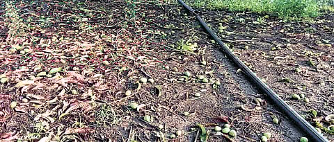 Mango crop damaged due to hailstorm at Kalghatgi in Dharwad district.