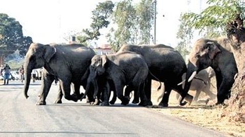 The official said an elephant corridor does not merely mean securing elephant movement, but help for all wildlife species.