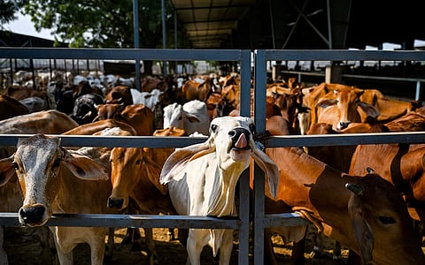 Quick Take | Holier cow than thou