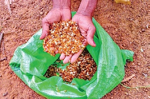 Red weaver ants, known locally as ‘Kai’