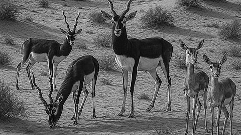 A small herd of blackbuck; image from the book, 'Bishnois and the Blackbuck: Can Dharma Save the Environment?'