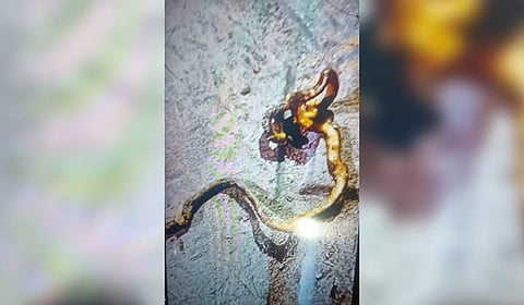 The dead snake which was found inside the prasad.