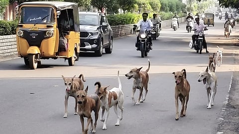 Residents say dog packs roam freely, especially in the mornings and evenings, making it unsafe for pedestrians.