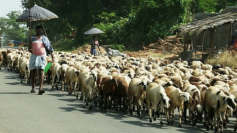 A cattle herder guiding his livestock in the rural Visakhapatnam district.