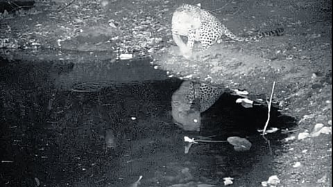 A thermal image of a big cat drinking water.