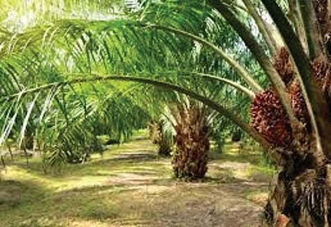 Chief Minister Revanth Reddy inaugurated a Rs 300 crore oil palm factory and laid the foundation stone for a new refinery.