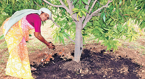 Once shadowed by fear and uncertainty, three remote tribal tandas including two from Nandyal district and one from Kurnool district have rewritten their destiny through determination, community effort and sustainable livelihoods.