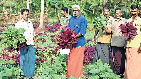 Autorickshaw and taxi drivers at their farm in Parambil Bazar in Kozhikode