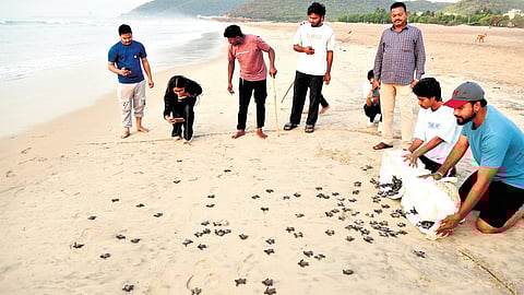 Olive Ridley turtle hatchlings are being released into the sea in Visakhapatnam on Sunday.