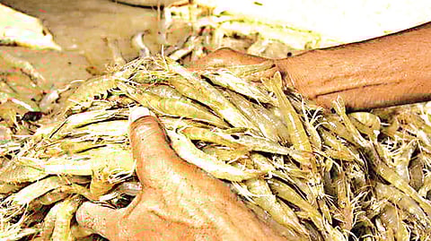 The price of premium seer fish, which is usually sold at around Rs 1,200 per kg, has dropped by half to nearly Rs 600 causing severe loss to the farmers.