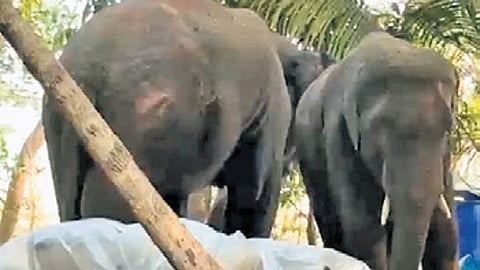 The two tuskers in Nilagiri