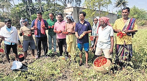 A group of farmers with their harvested tomatoes in Pitala village of Aska