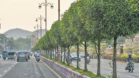 The officials also engaged in financial fraud by billing for expensive indigenous species while actually planting cheaper prohibited Conocarpus trees, causing financial loss to GBA, he alleged.